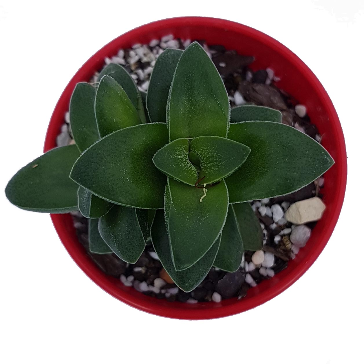 crassula springtime_top.jpg