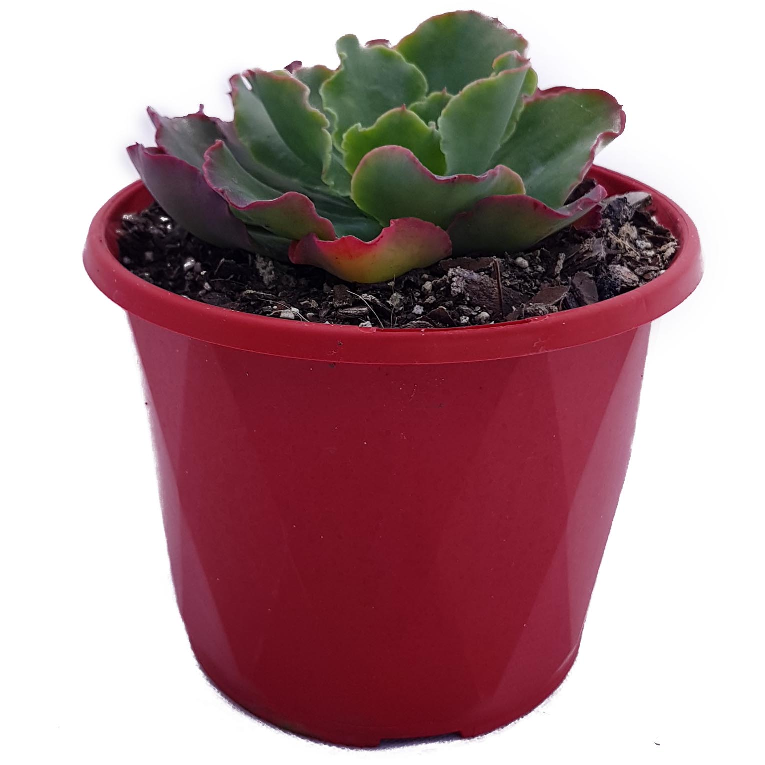 Echeveria Blue curls compact_side.jpg