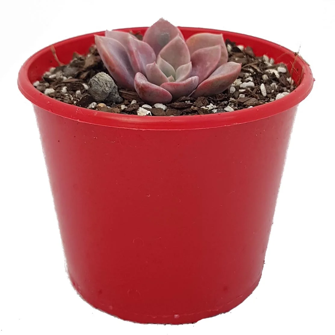 Graptoveria Debbie_side.jpg