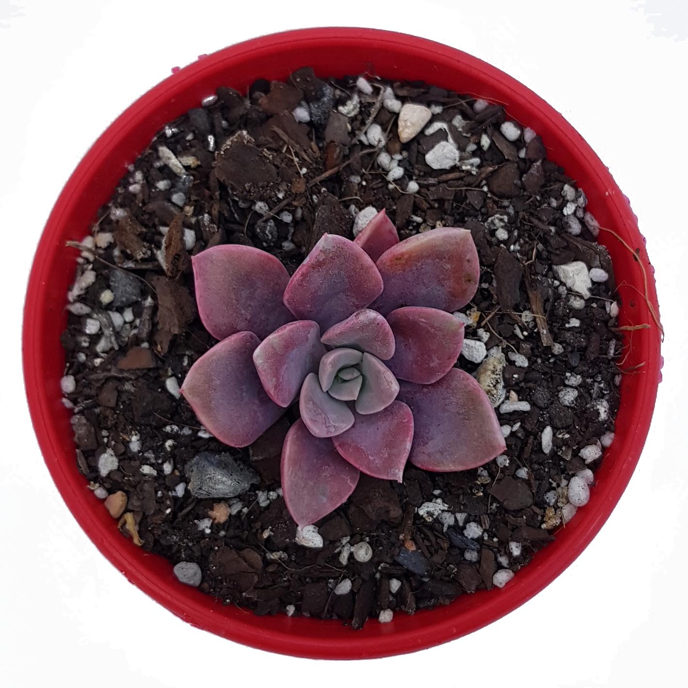 Graptoveria Debbie_top.jpg