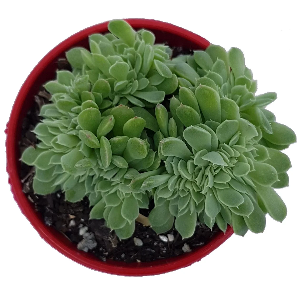 Echeveria Potosina Crested_top.jpg