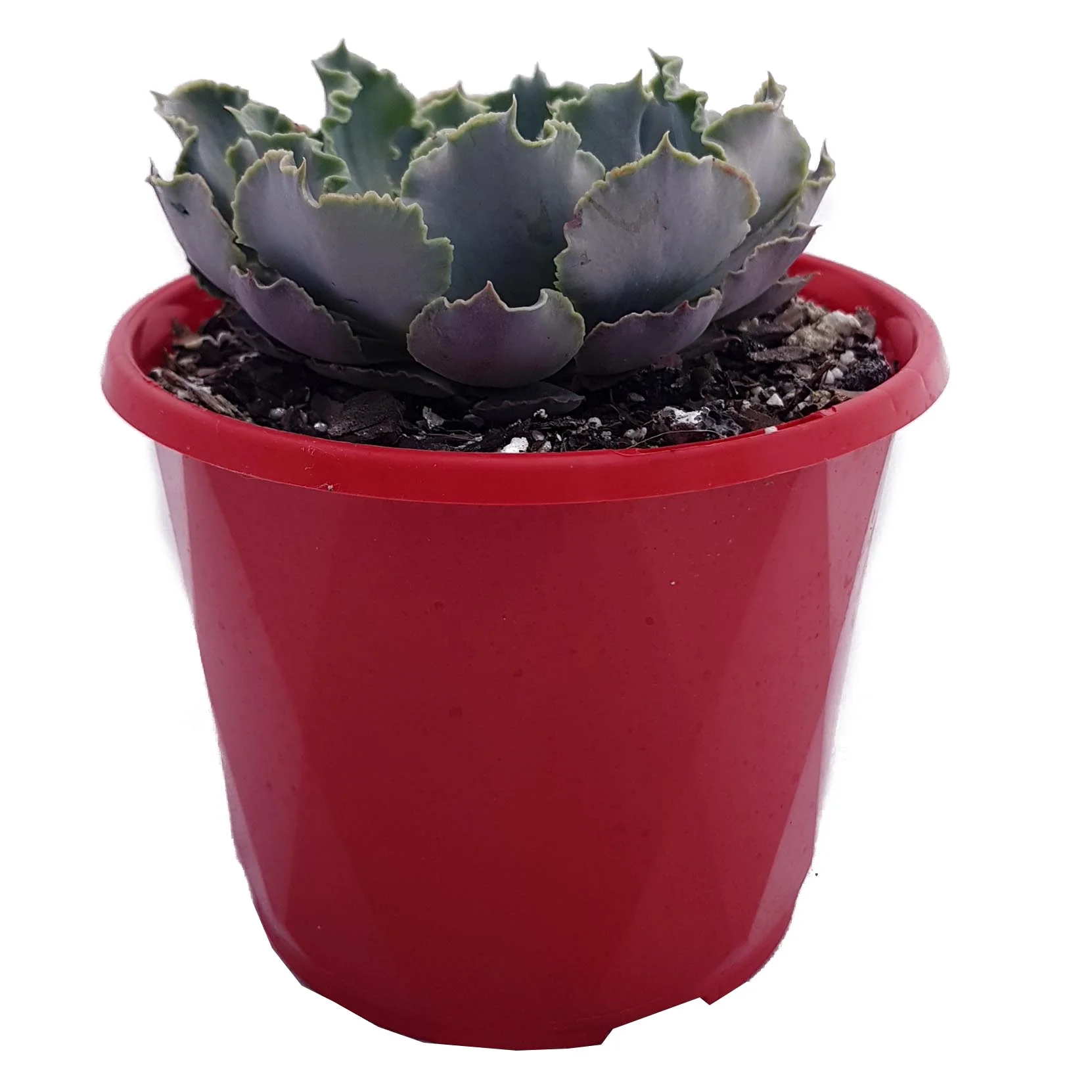 Echeveria shaviana Truffles_side.jpg