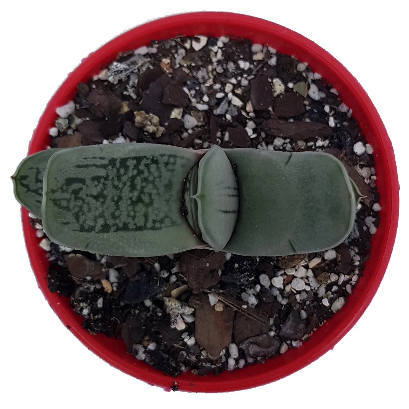 Gasteria Grandorf_top.jpg