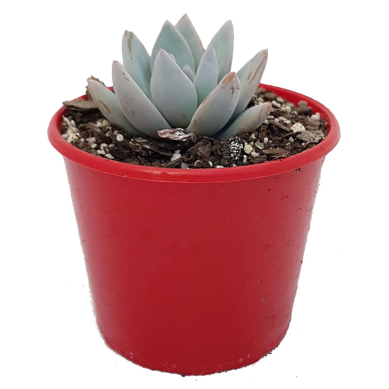 Pachyveria Powder Puff_side.jpg