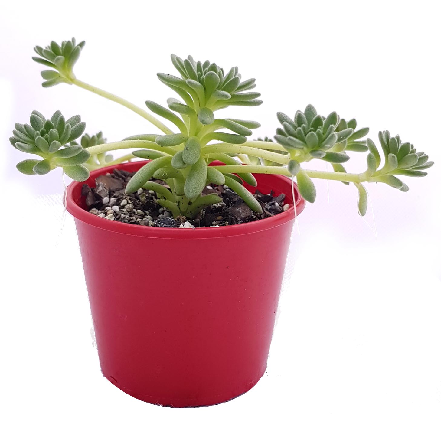 Sedum Birstum_side.jpg