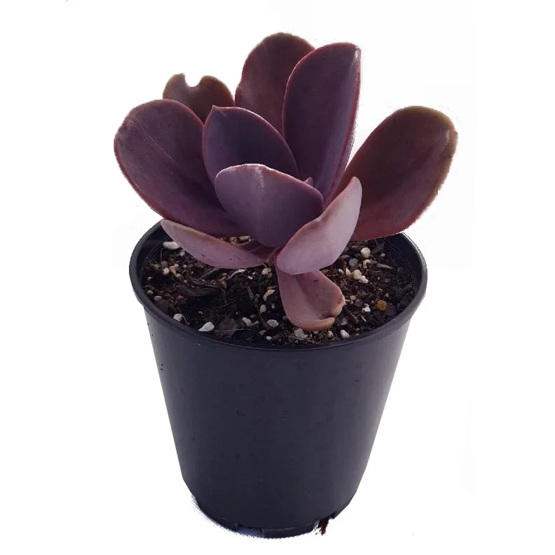 Pachveria Myrtilla_side.jpg