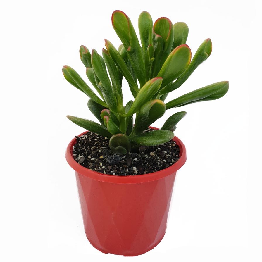 Crassula Ovata Goldfingers side.jpeg