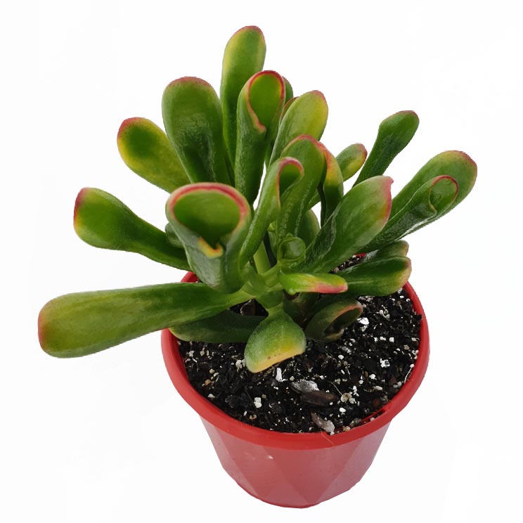 Crassula Ovata Goldfingers top.jpeg