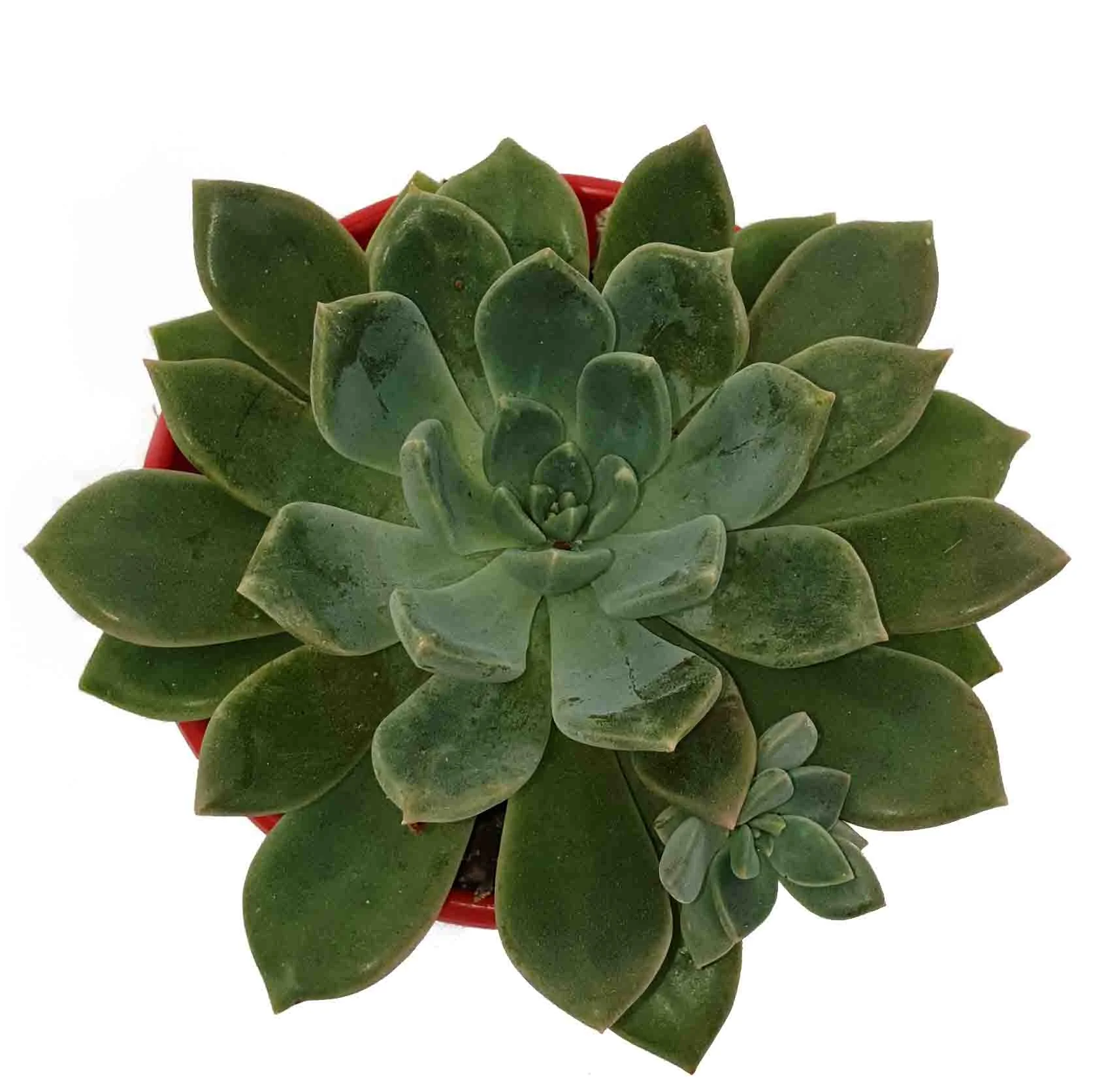 Graptoveria repeco (1).jpg