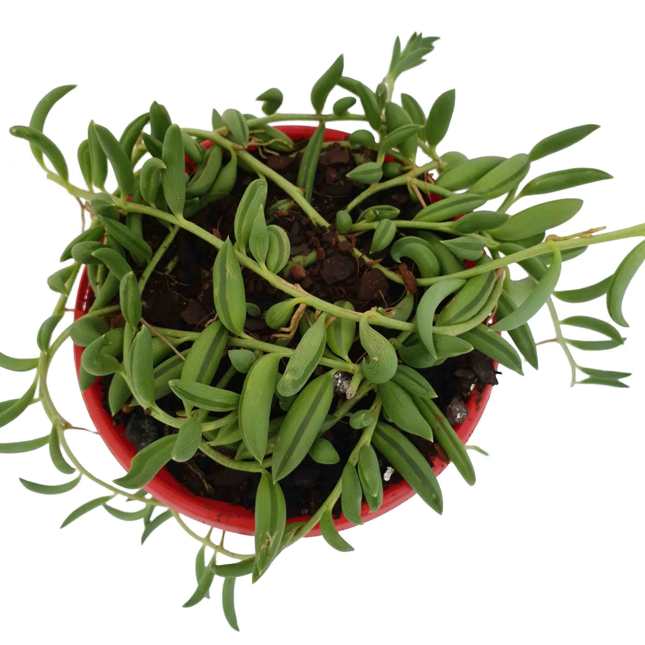 string of beans (1).jpg