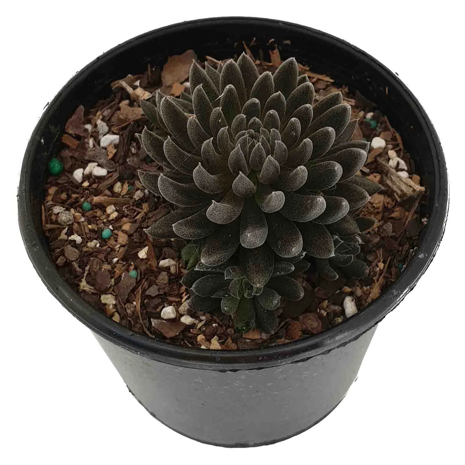 Sinocrassula yunnanensis (2).jpg
