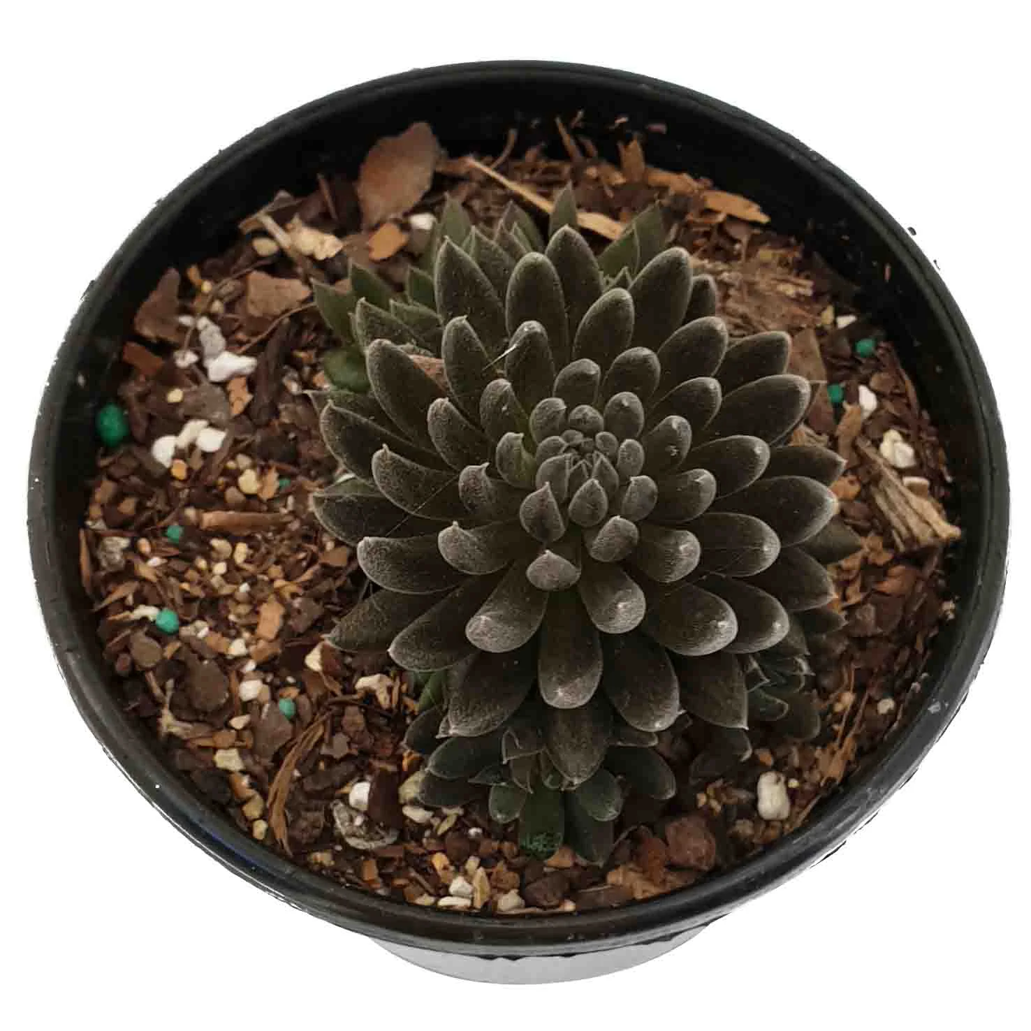 Sinocrassula yunnanensis .jpg