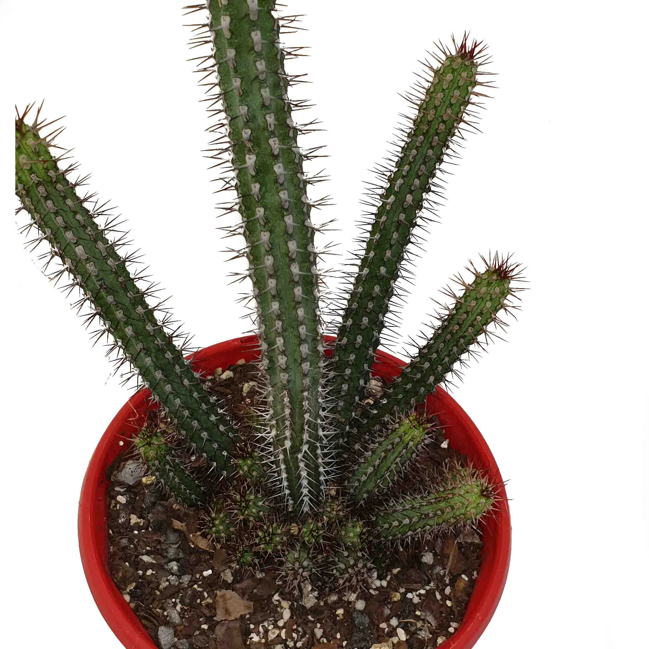 euphorbia baiosensis.jpg