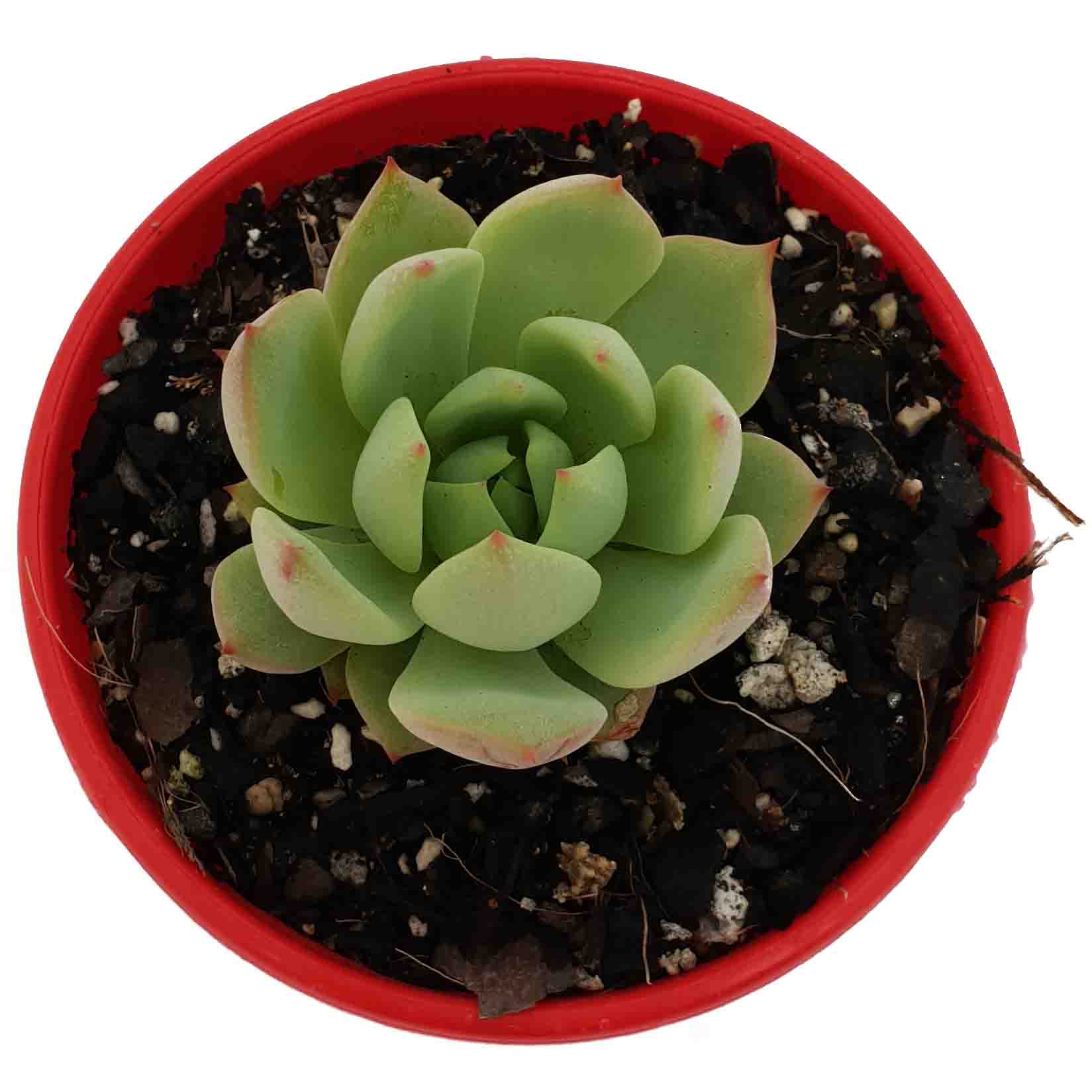 Echeveria elation top.jpg