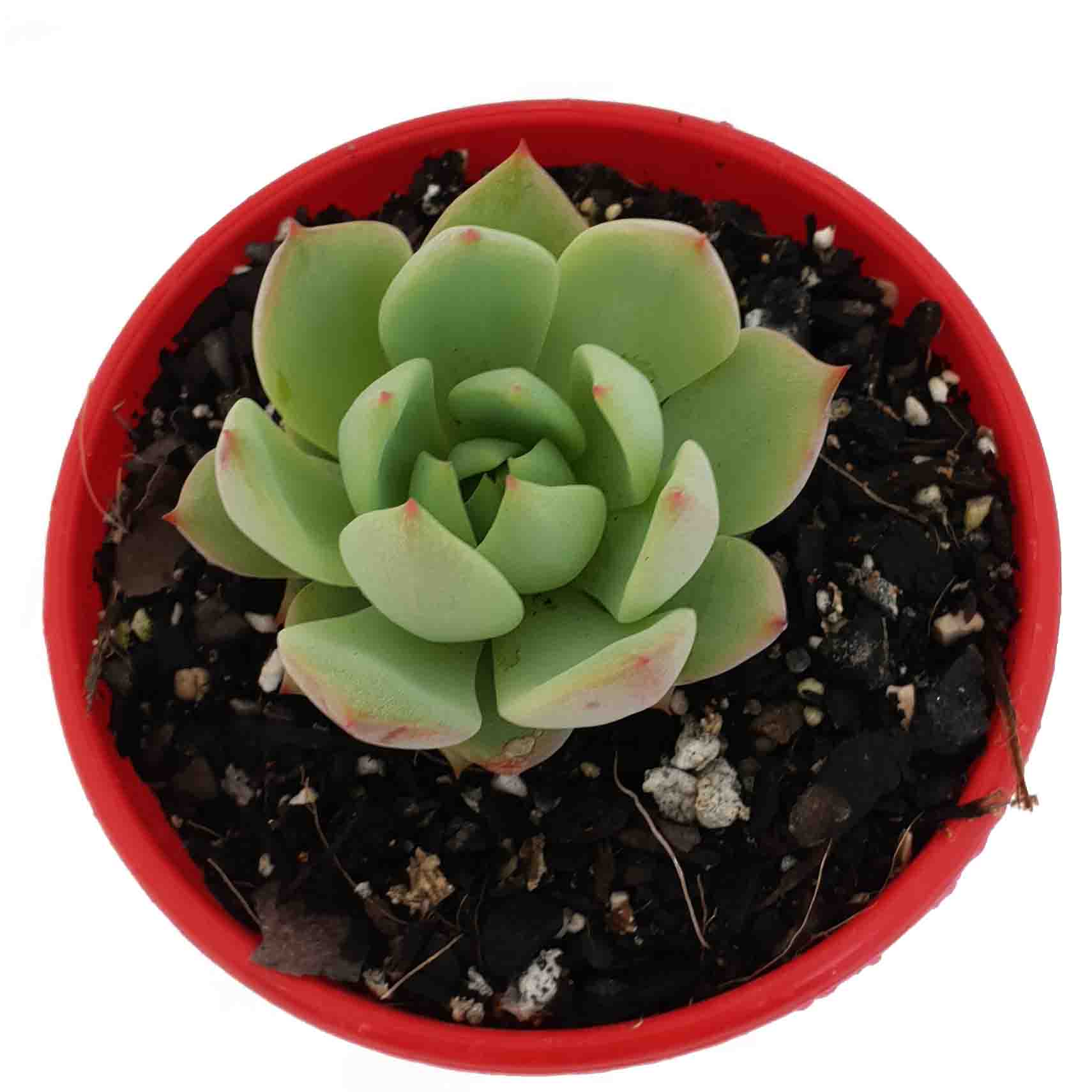 echeveria elation(1).jpg