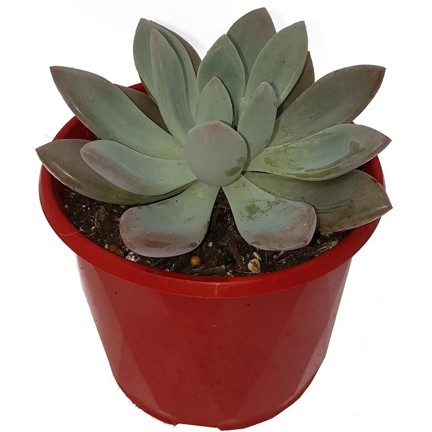 Pachyveria Yvonii-side.jpg