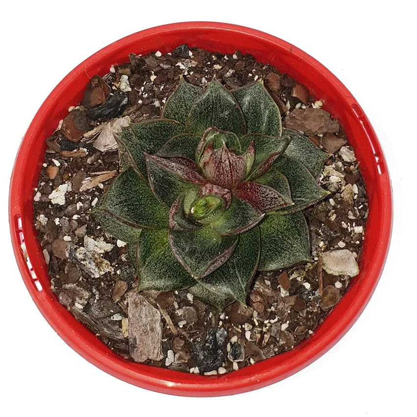 Echeveria Volcano-top.jpg