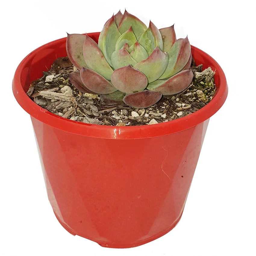 Echeveria Colorata-side.jpg