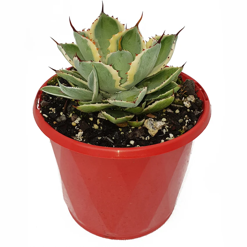 Agave Potatorum Kichiokan- Varigated-side.jpg