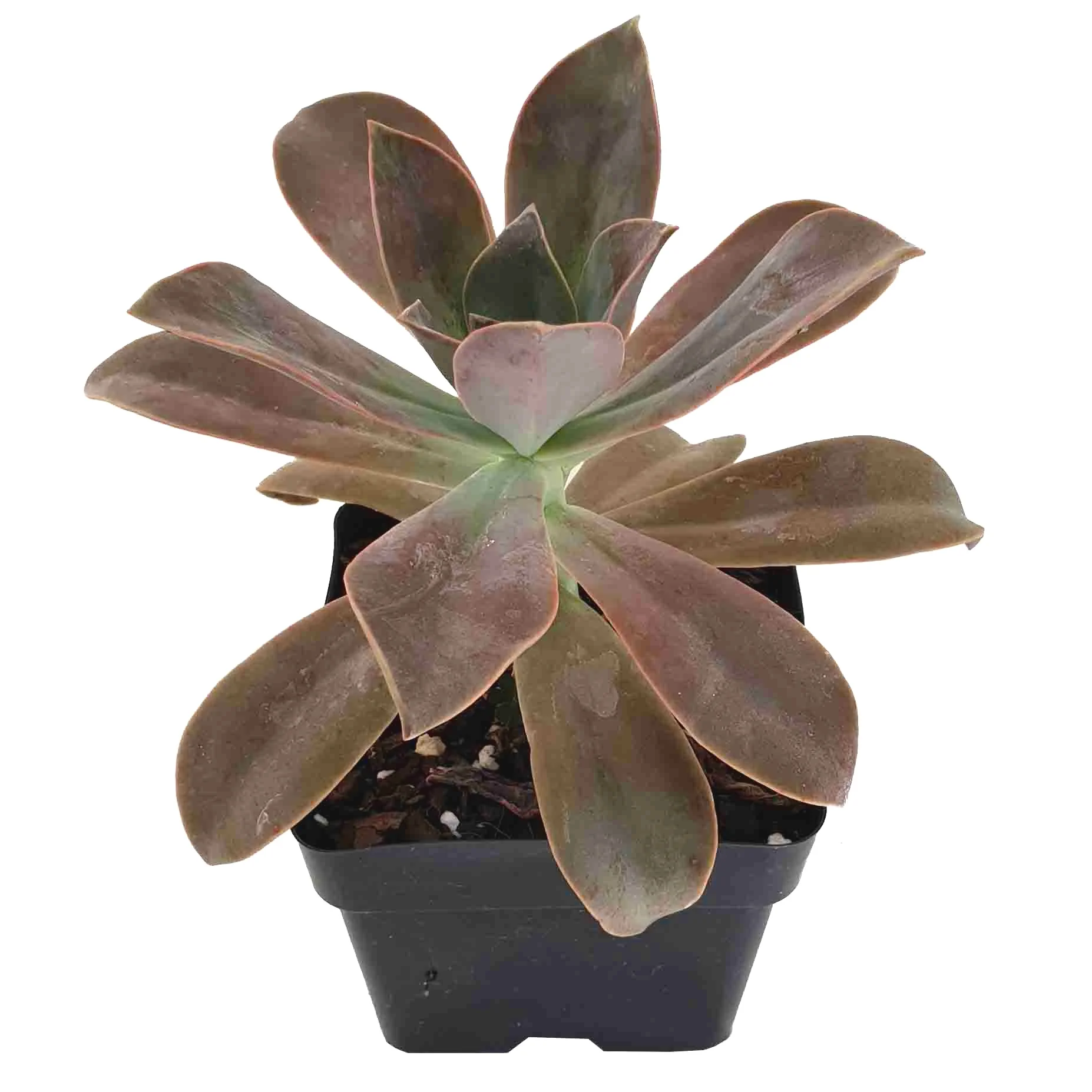 Graptoveria+Fred+Ives.jpg