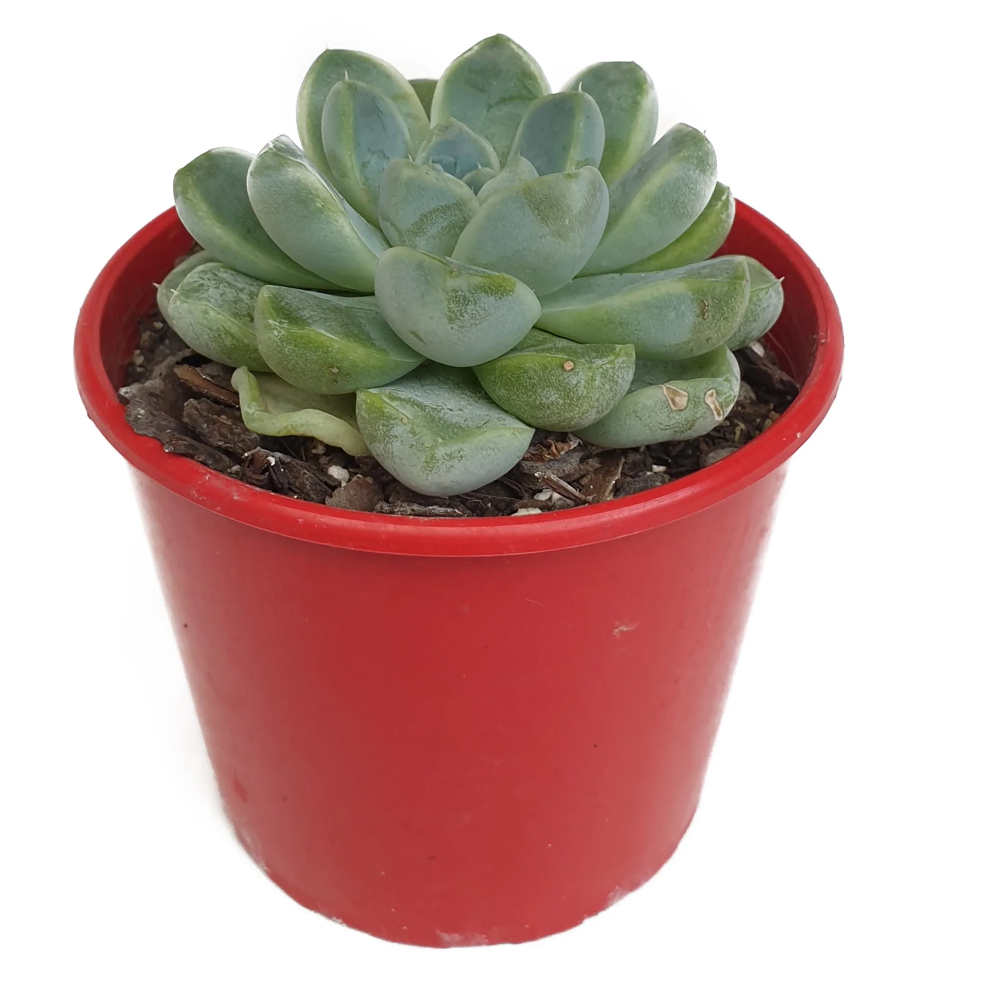 Echeveria albicans.jpg