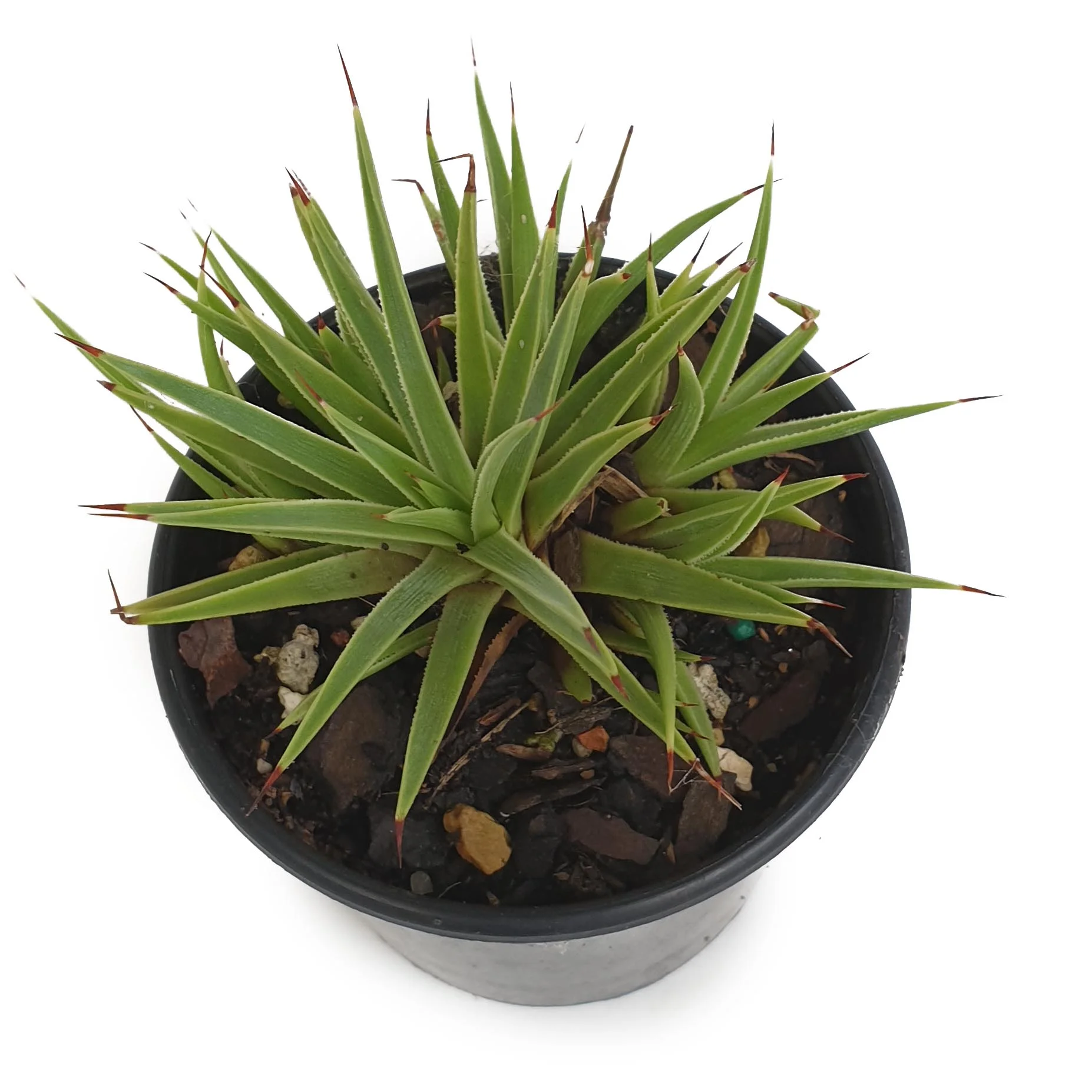 Agave striata top.jpg
