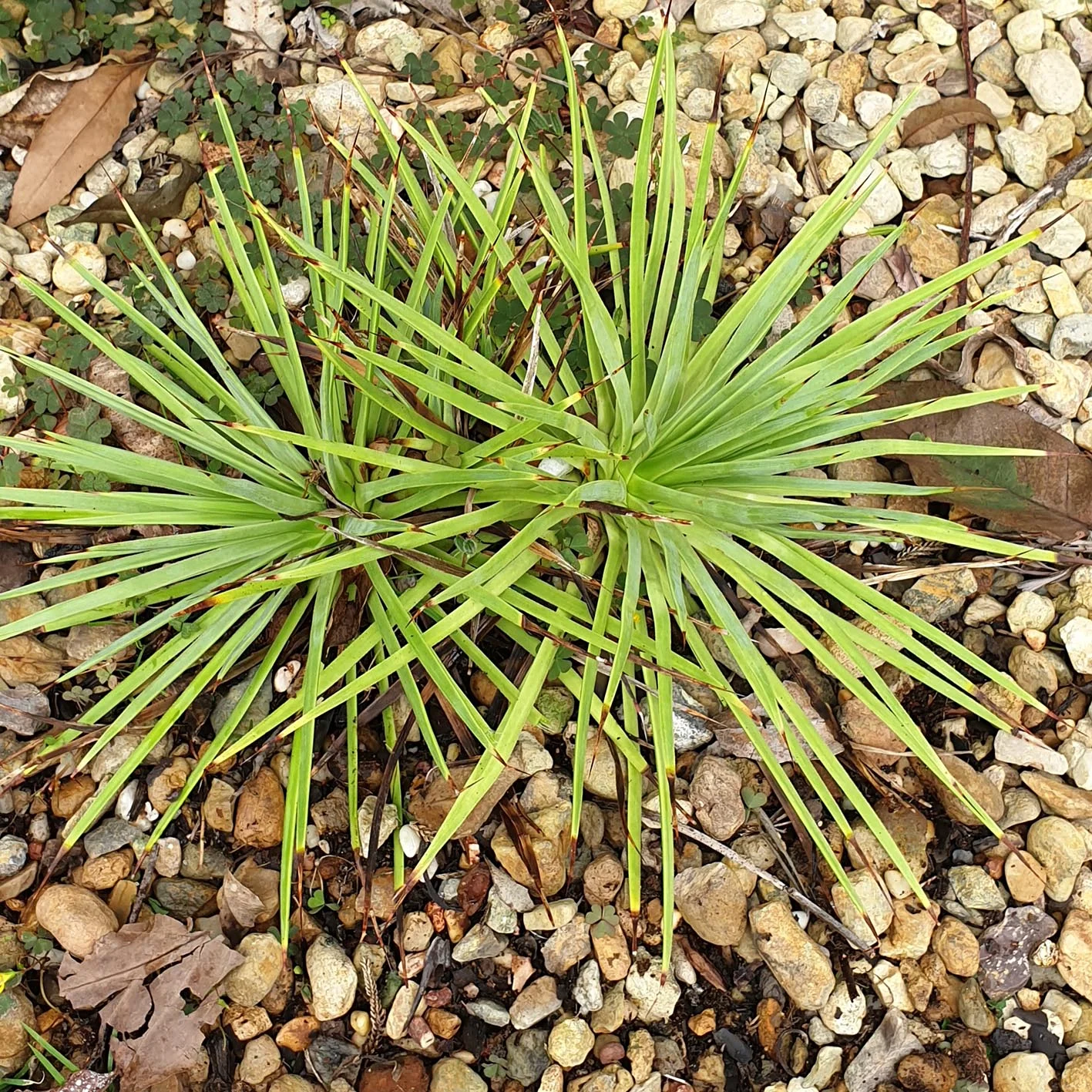 Agave striata garden.jpg