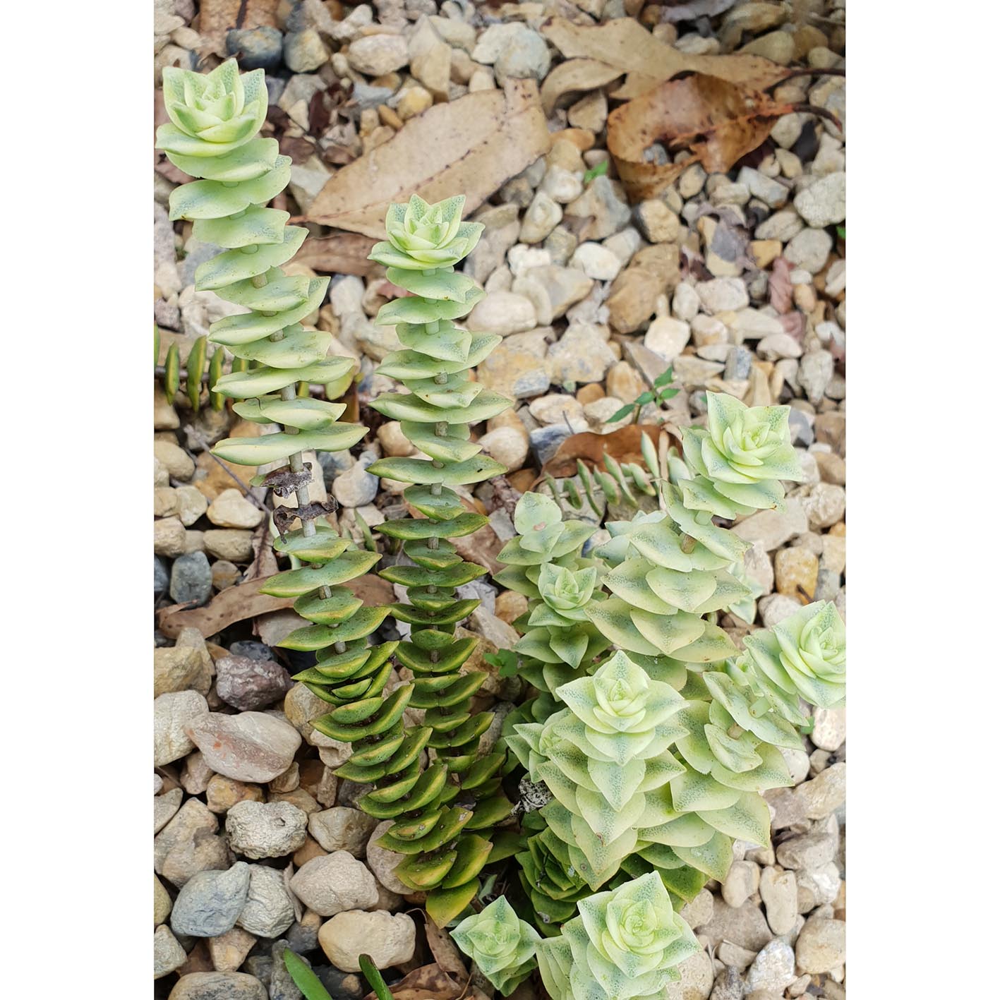 Crassula perfoliata variegated.jpg