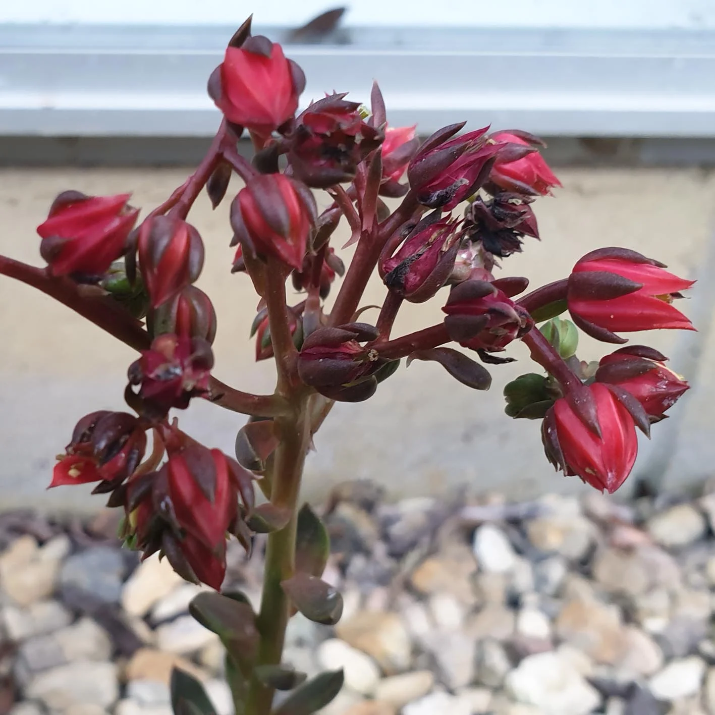 Echeveria black prince flower.jpg