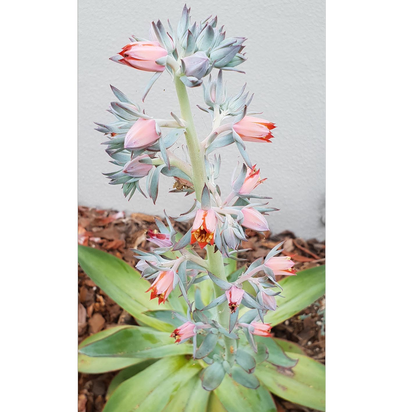 Echeveria sub fire and ice flower.jpg