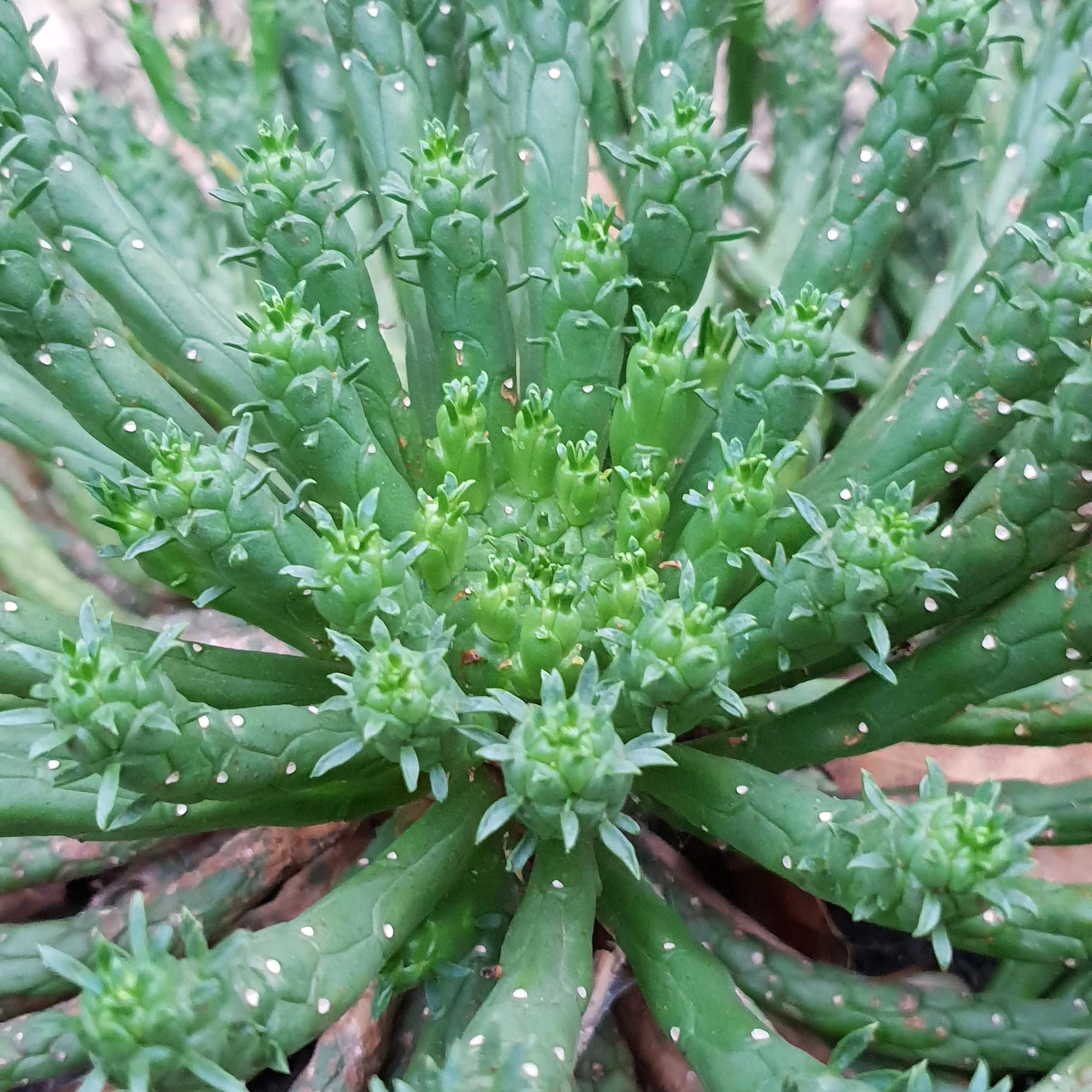 Euphorbia medusa garden.jpg