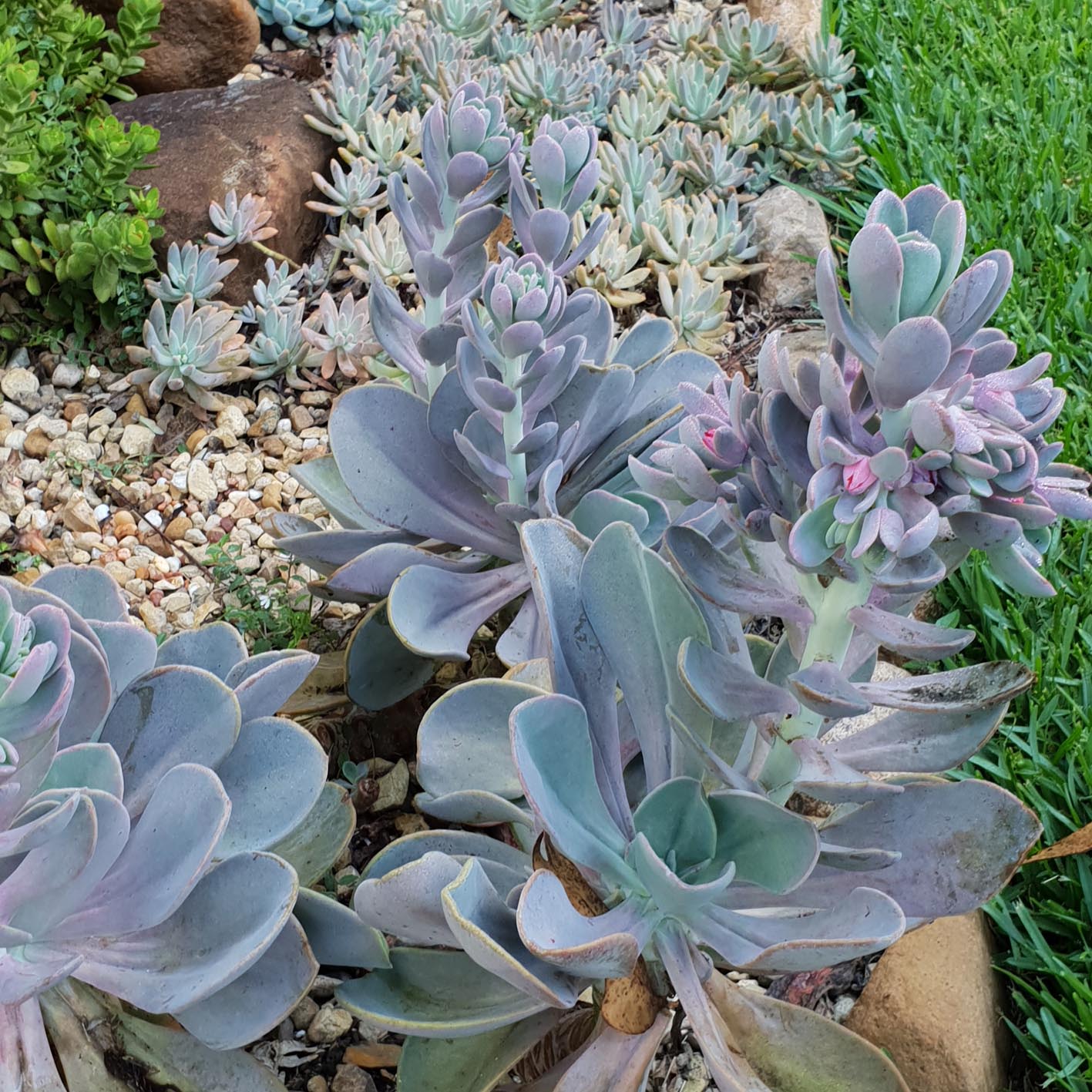 Pachyveria myrtilla garden.jpg
