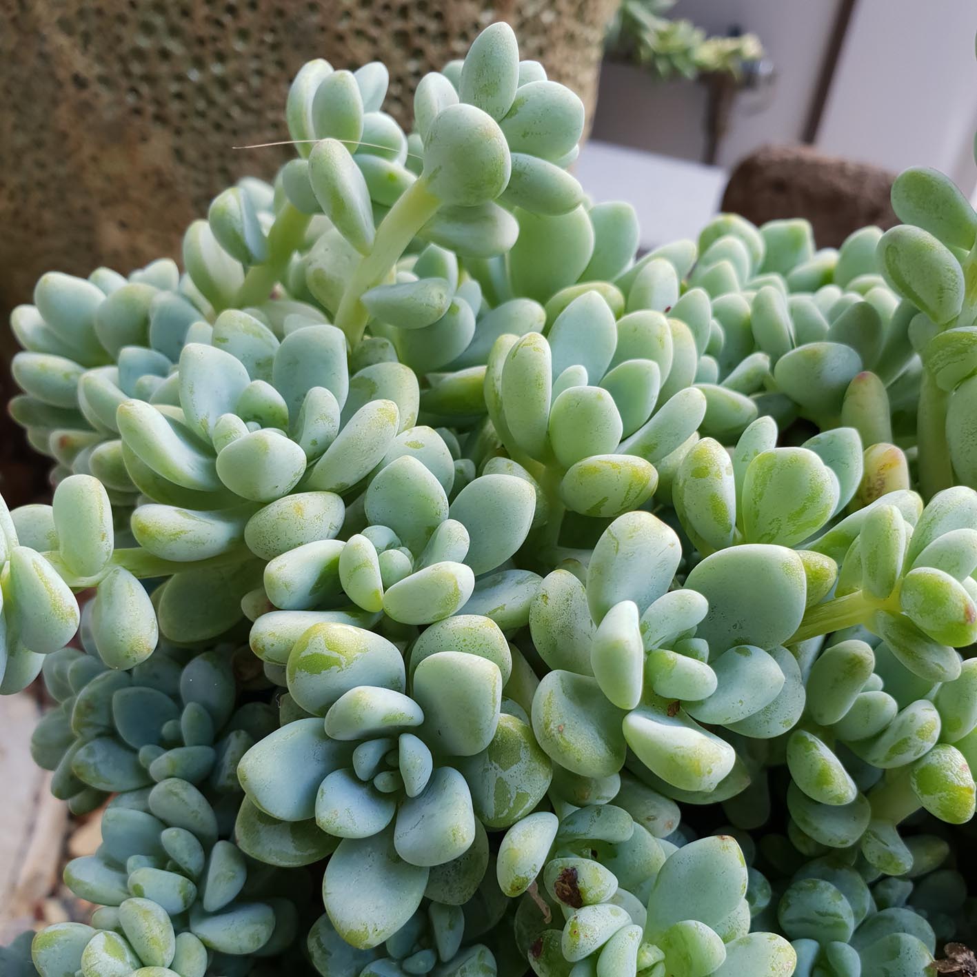 Sedum Clavatum garden.jpg