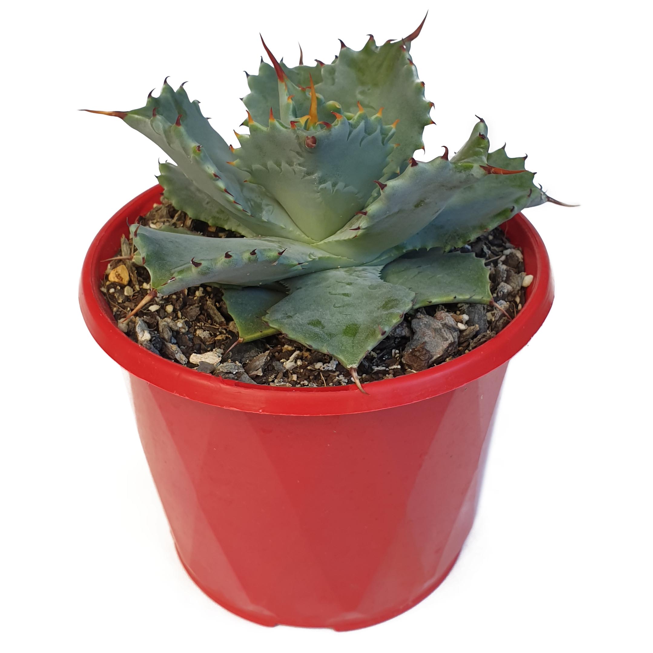 Agave isthmensis dward bufly.jpg