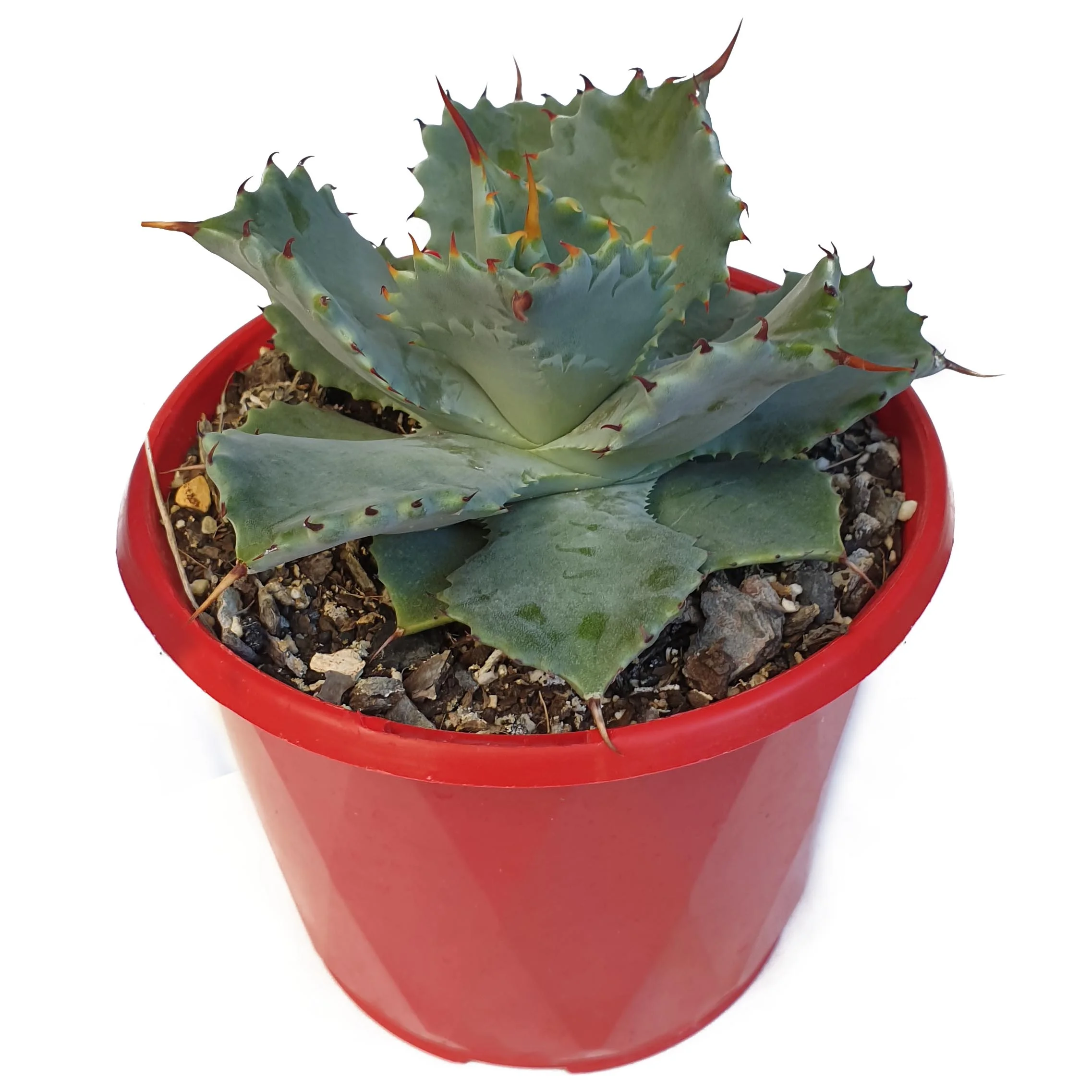 Agave isthmensis Dwarf bfly.jpg