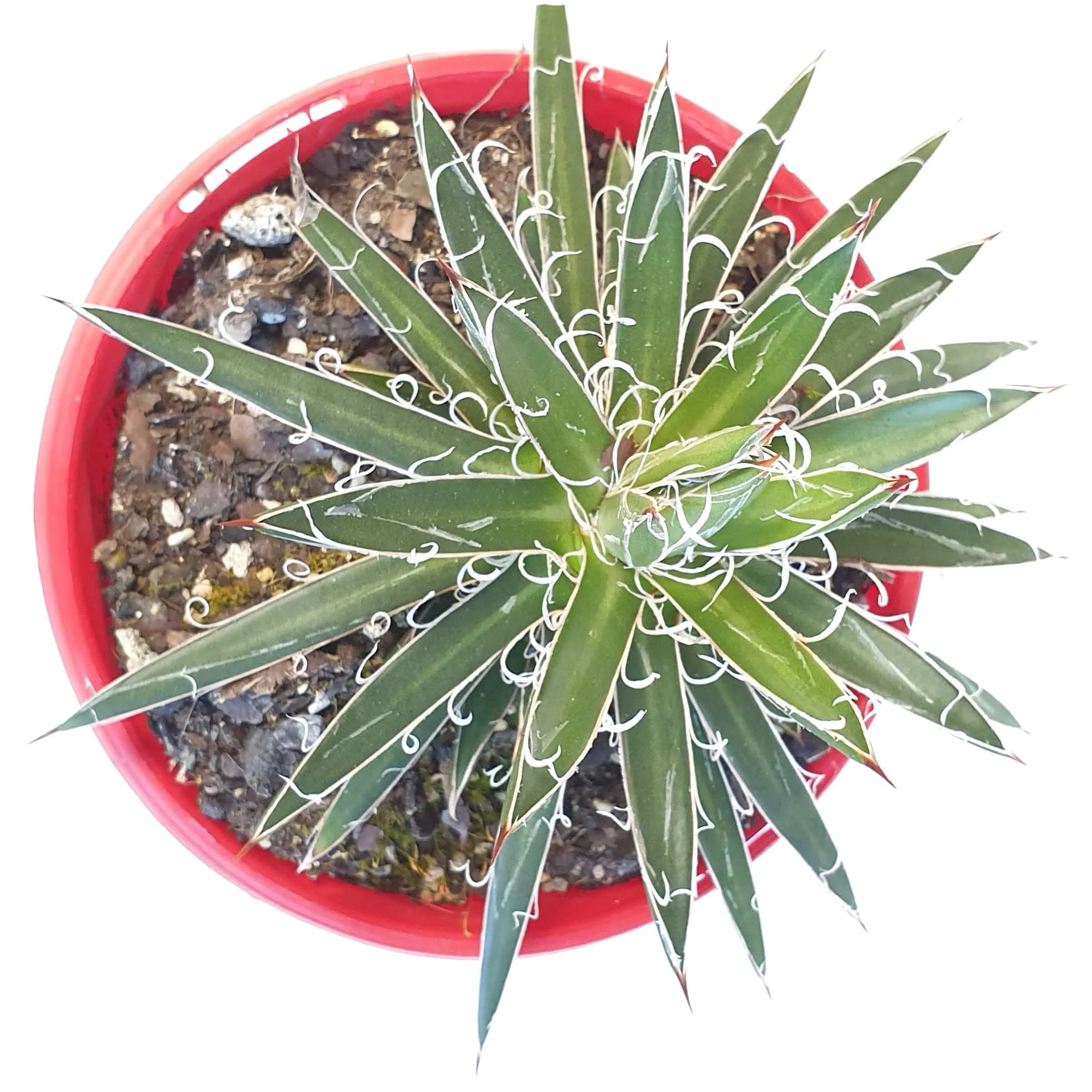 Agave parviflora top 2.jpg