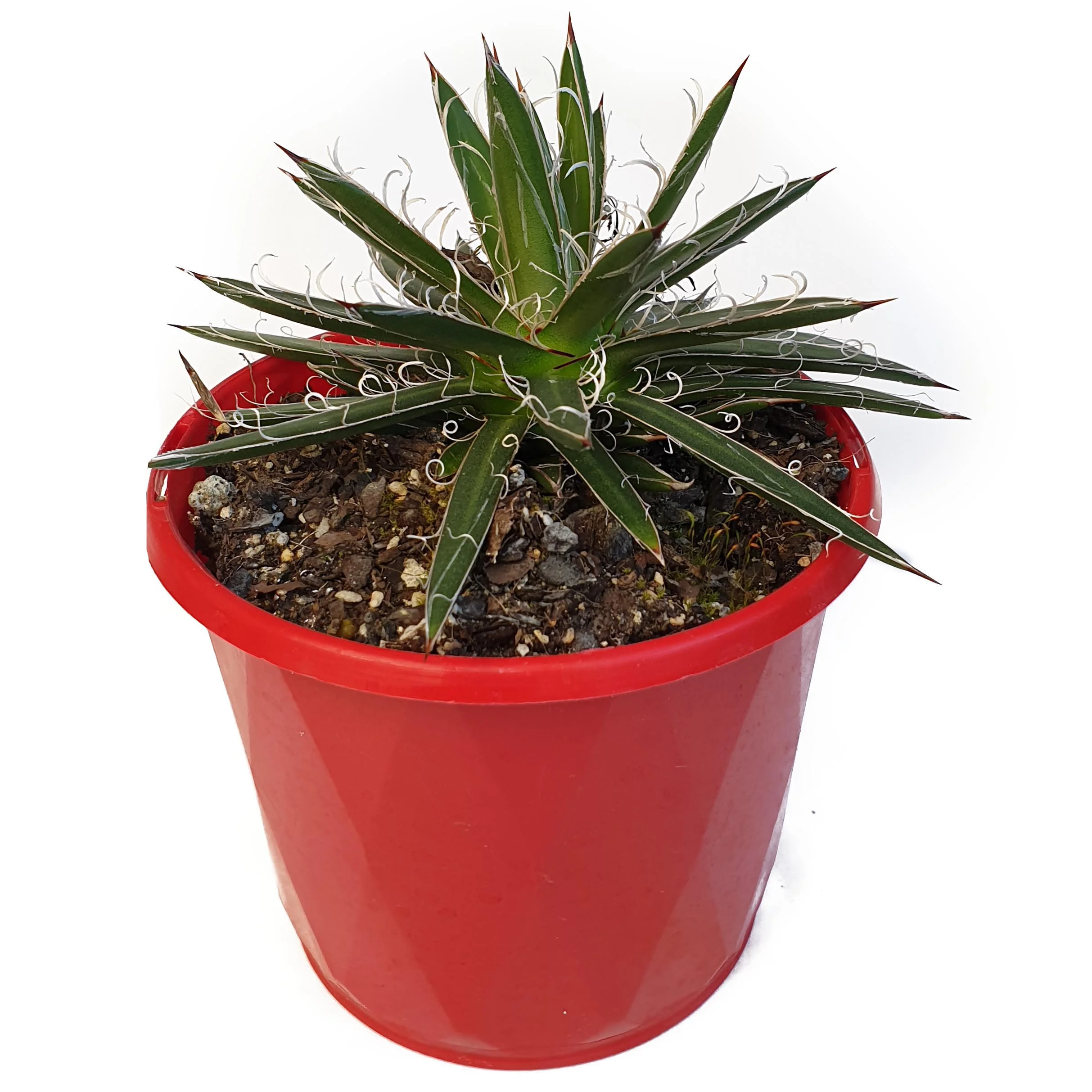 Agave parviflora front.jpg