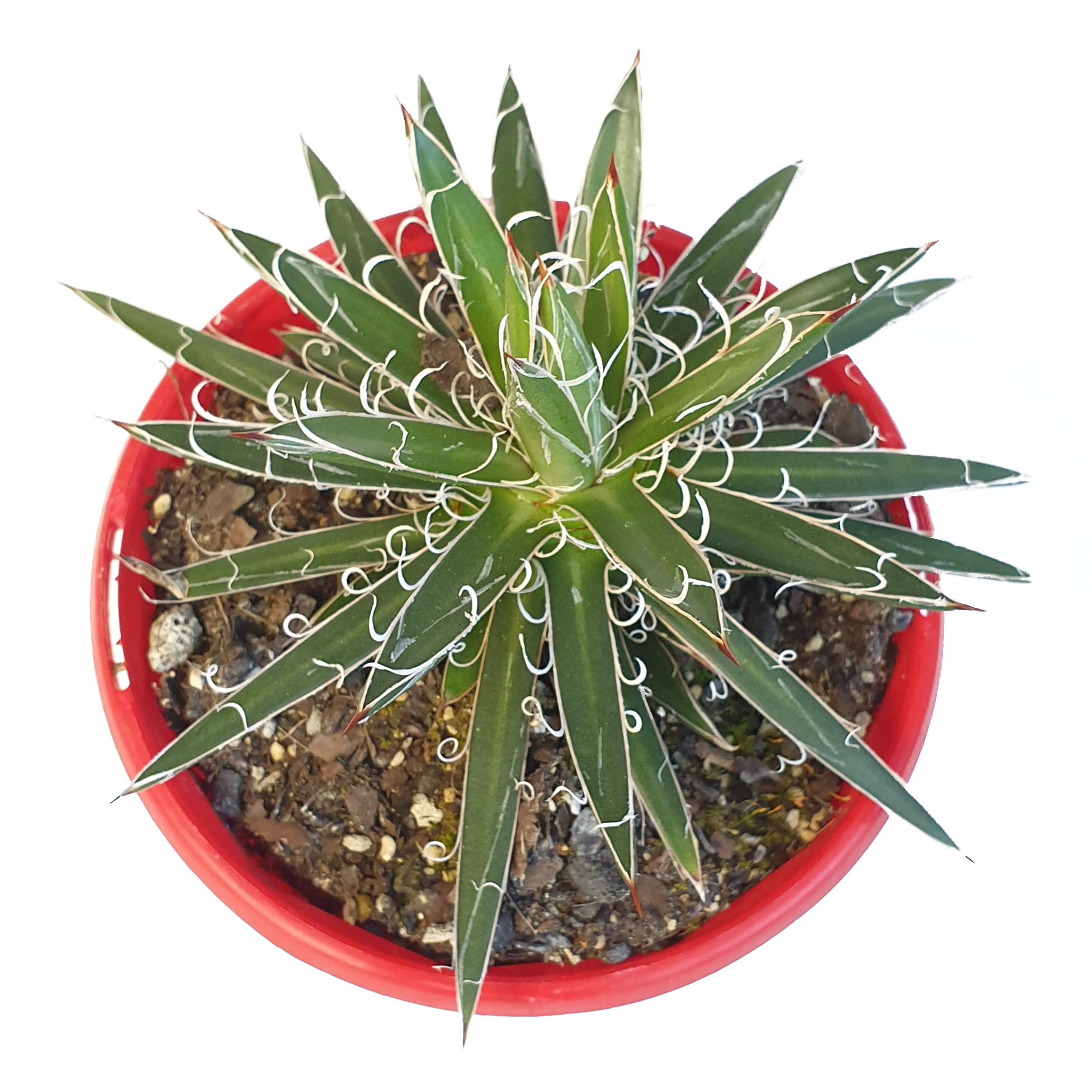 Agave parviflora top.jpg