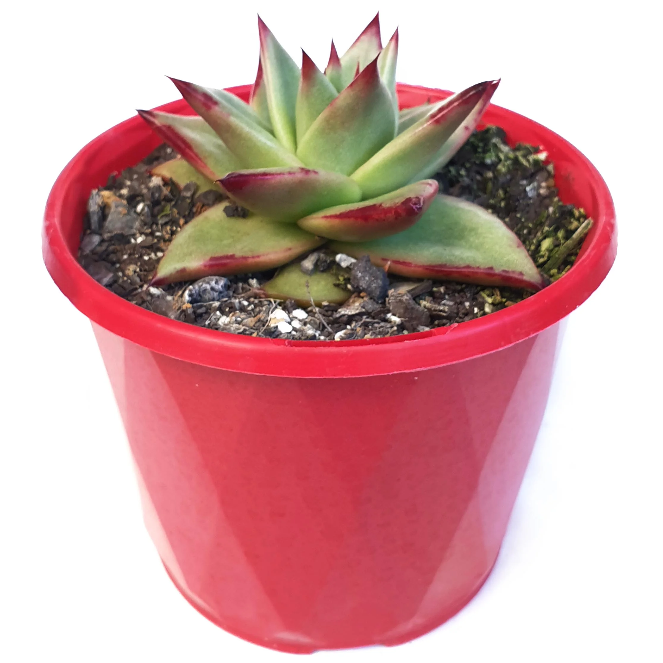 Echeveria ebony front.jpg