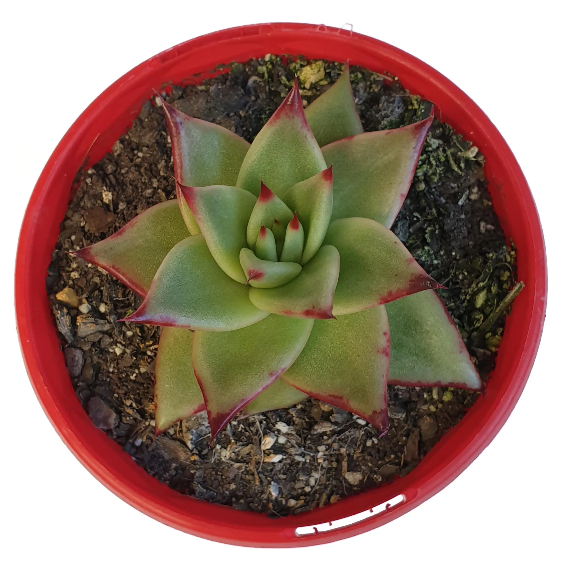 Echeveria ebony top.jpg