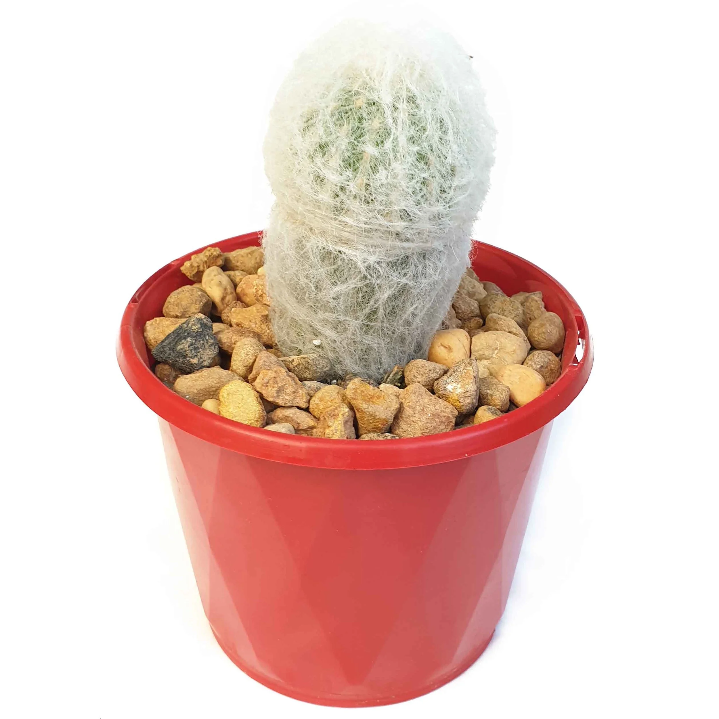 Cacti Espostoa Old Man Cactus