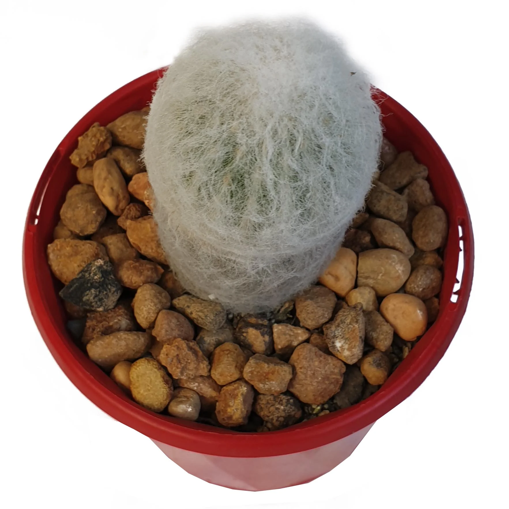 Cacti Espostoa Old Man Cactus