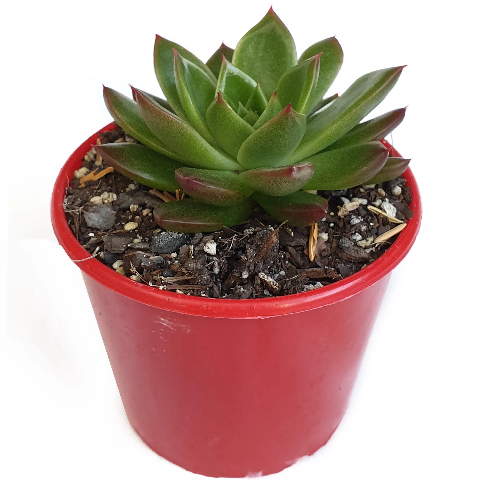 Echeveria Elina front.jpg