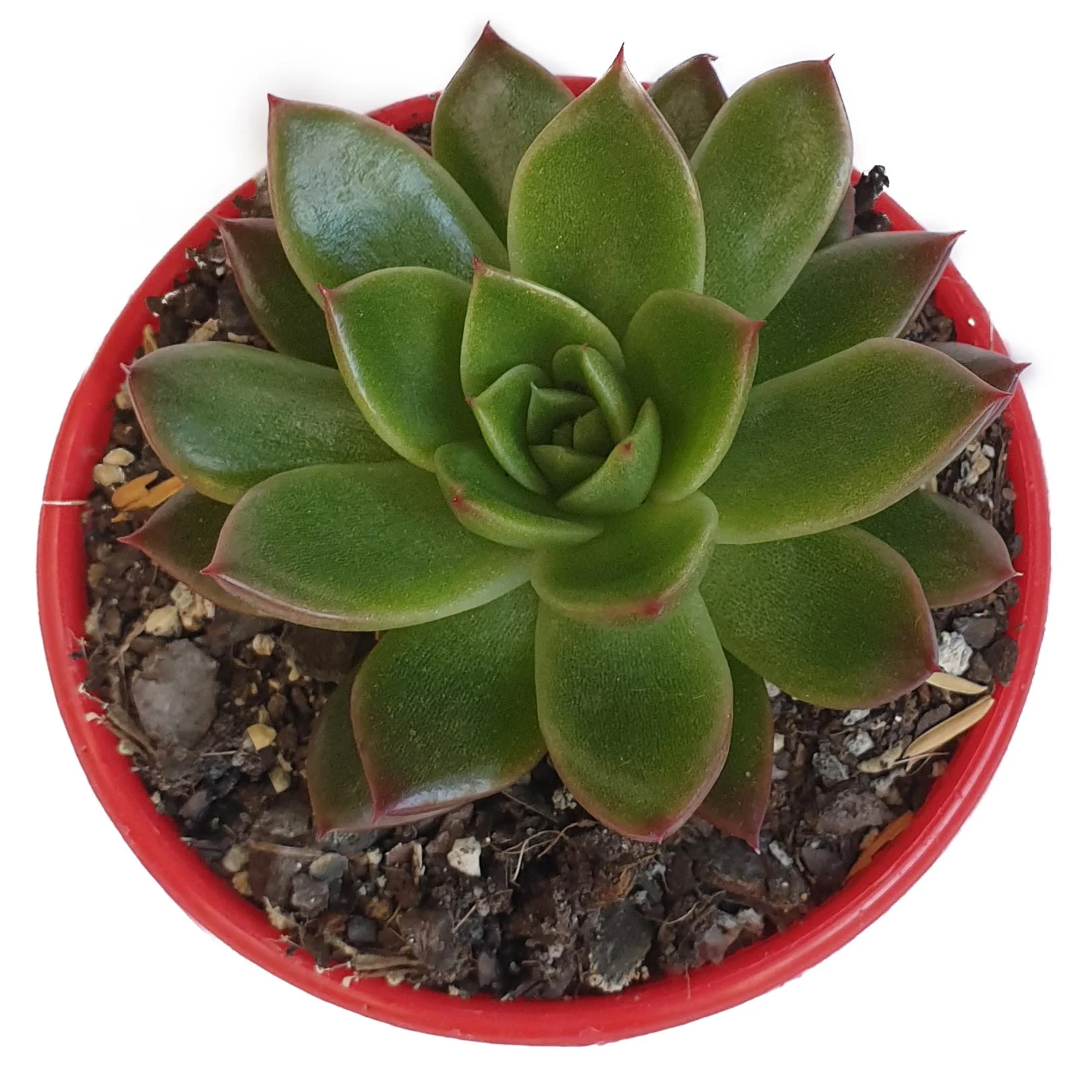 Echeveria elina top.jpg