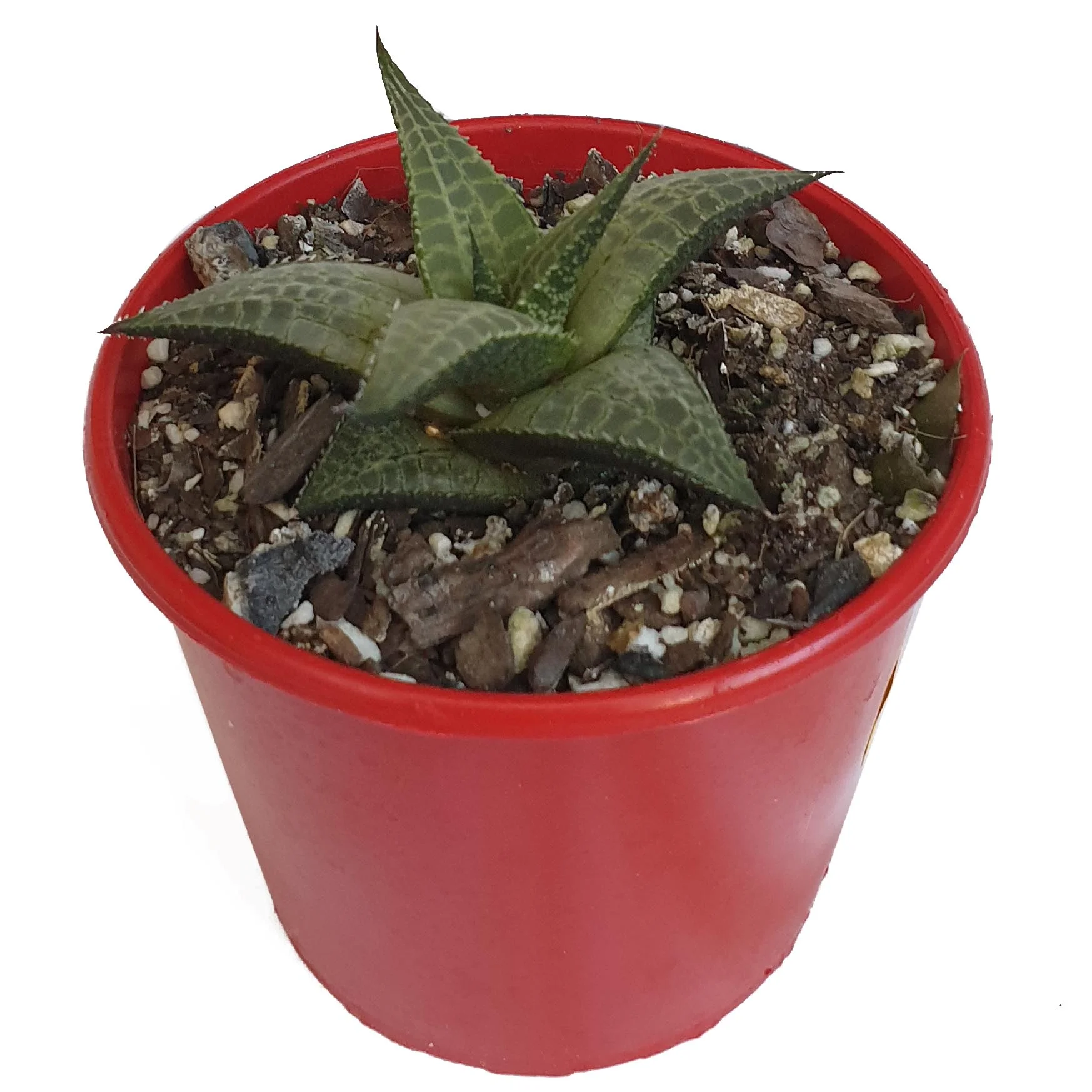 Haworthia tessalata mystery .jpg