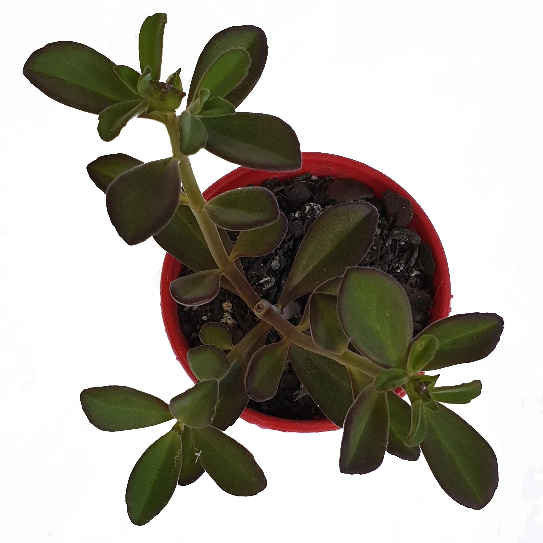 Plectranthus caninsis top.jpg