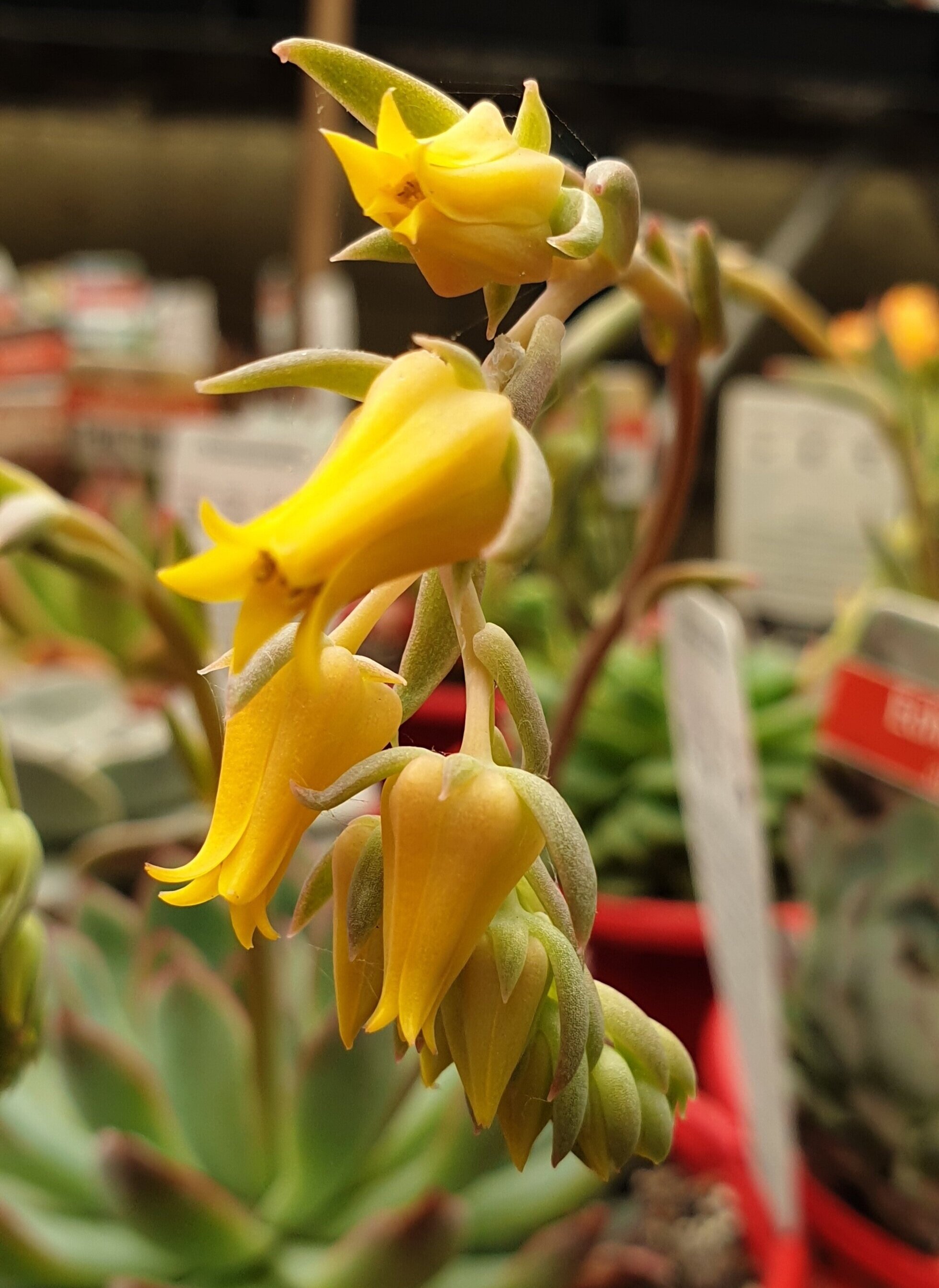 echeveria+apus.jpg