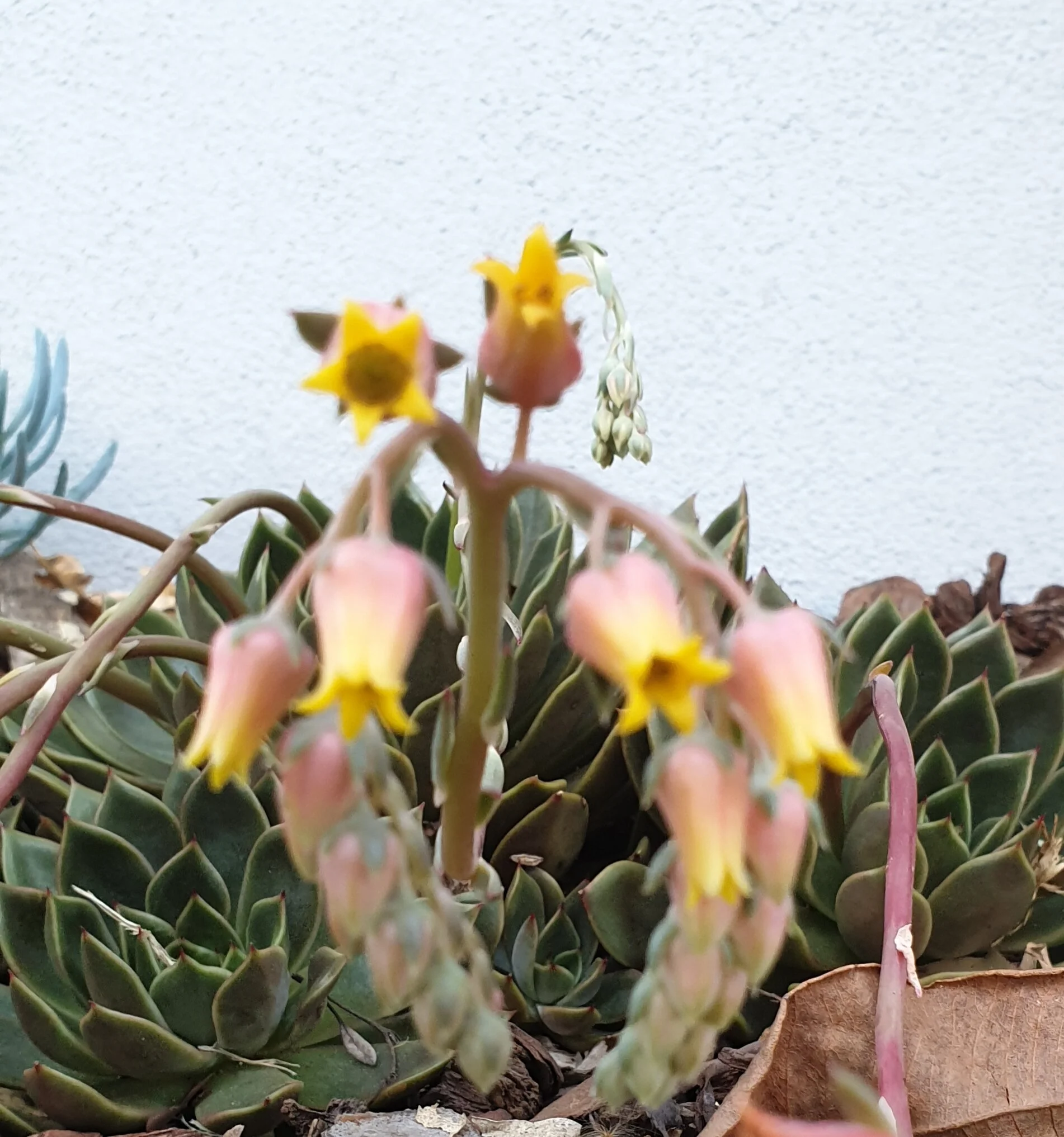 echeveria mira.jpg