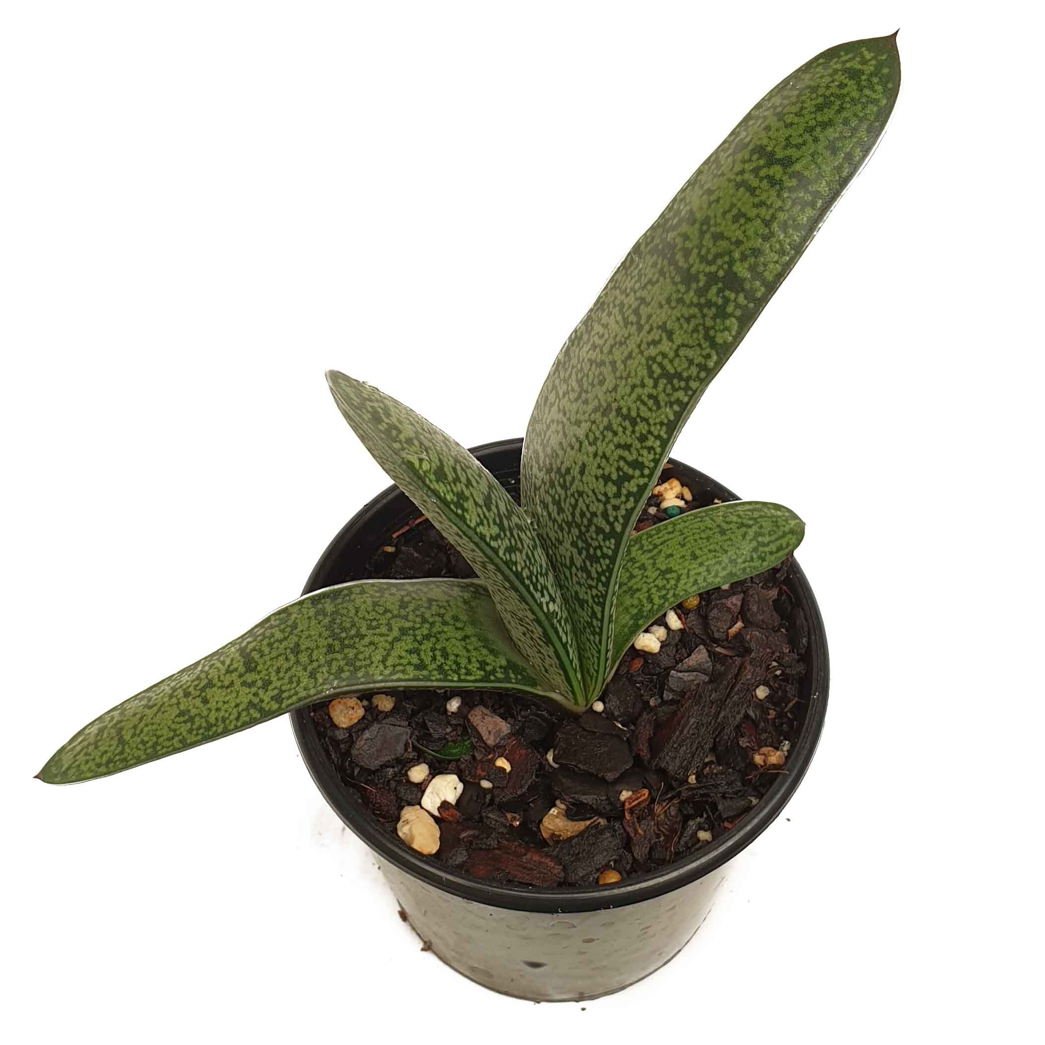 gasteria 1.jpg