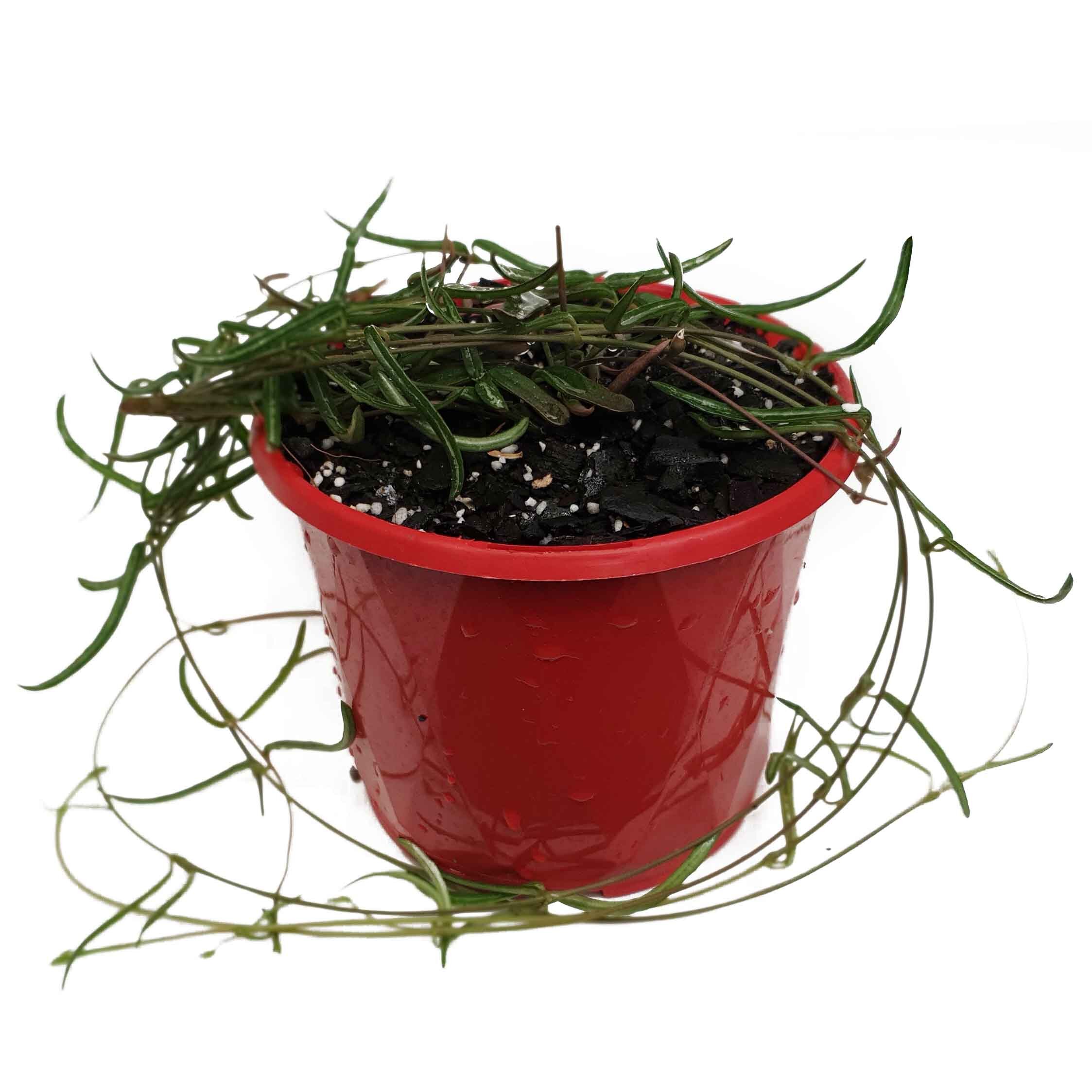 string of needles 2.jpg